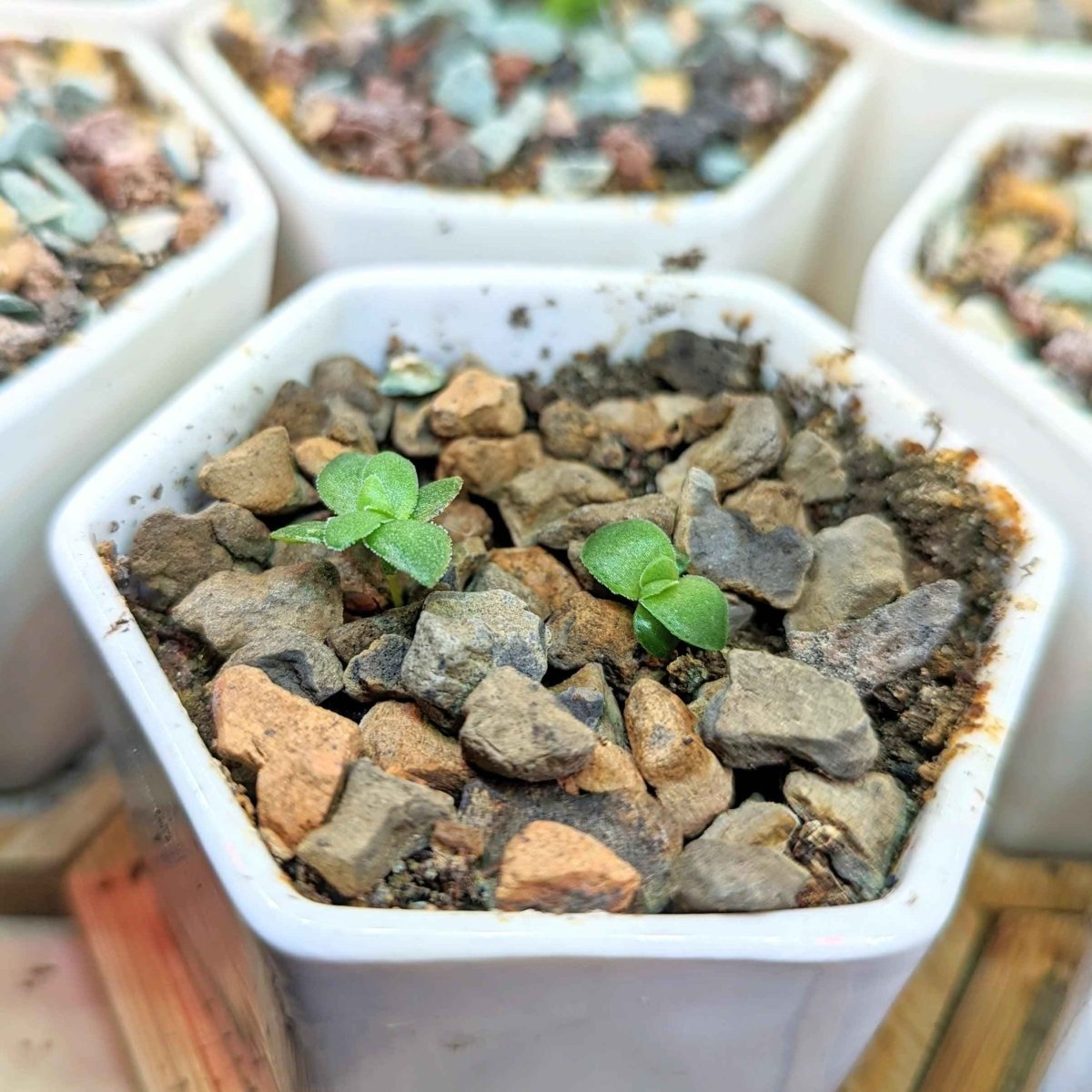 Crassula Mix Seeds - Tampa Home & Garden Store