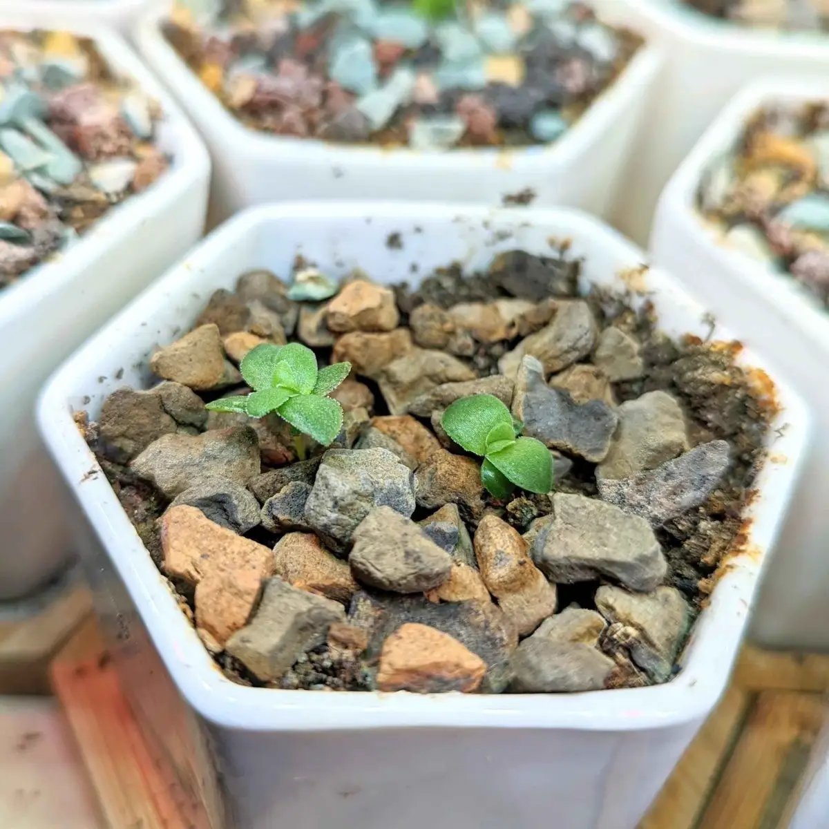 Crassula mix seeds seedlings in several white pots with gravel; tiny green two-leaf sprouts on Tampa Home & Garden Store