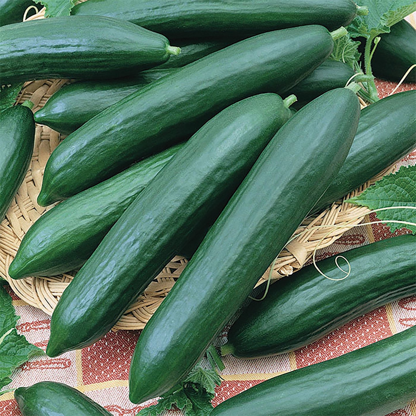 Tendergreen cucumber seeds from Seedtime Store, lush green cucumbers displayed in a basket on Tampa Home & Garden Store