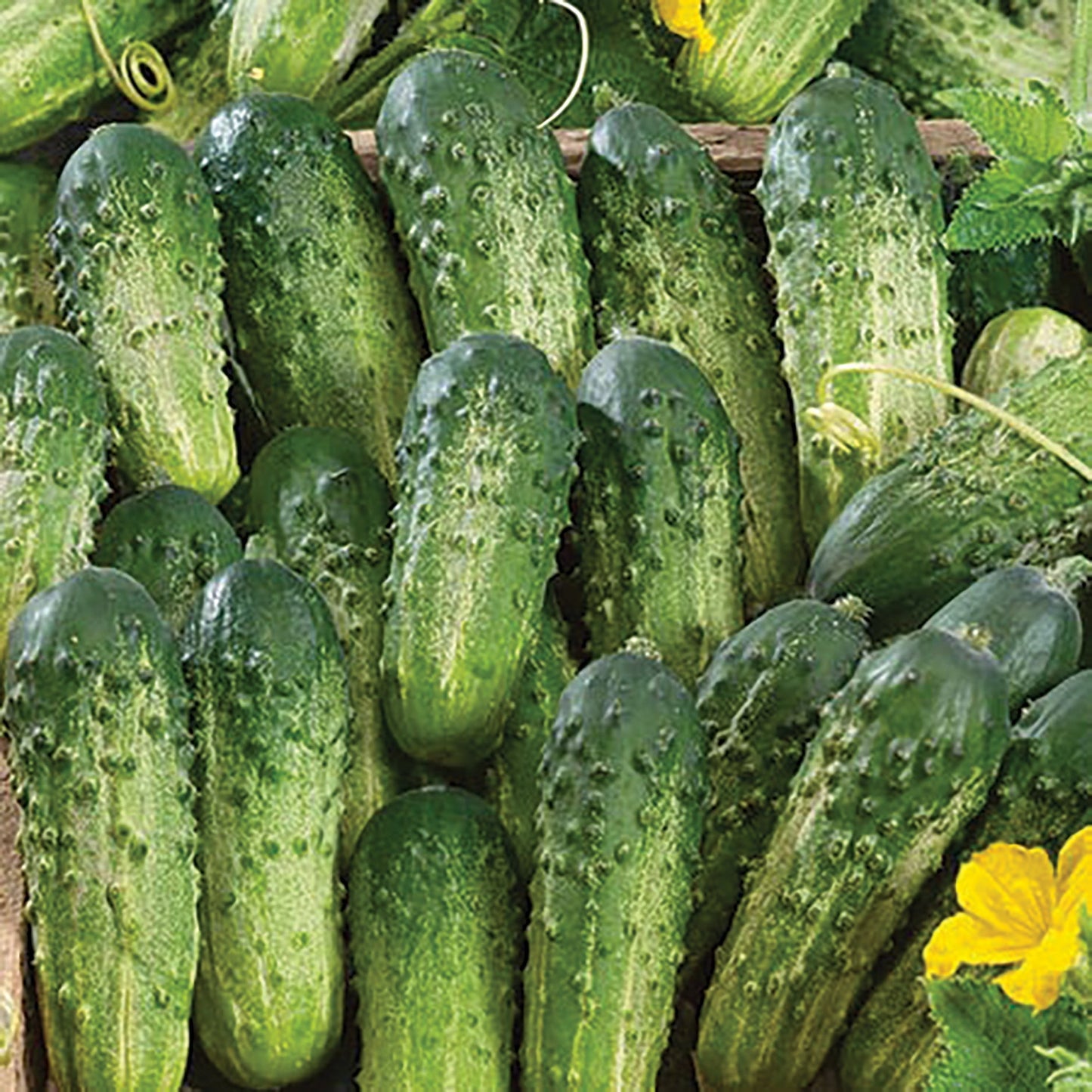Sumter cucumber seeds; green bumpy cucumbers in a dense cluster Seedtime Store on Tampa Home & Garden Store