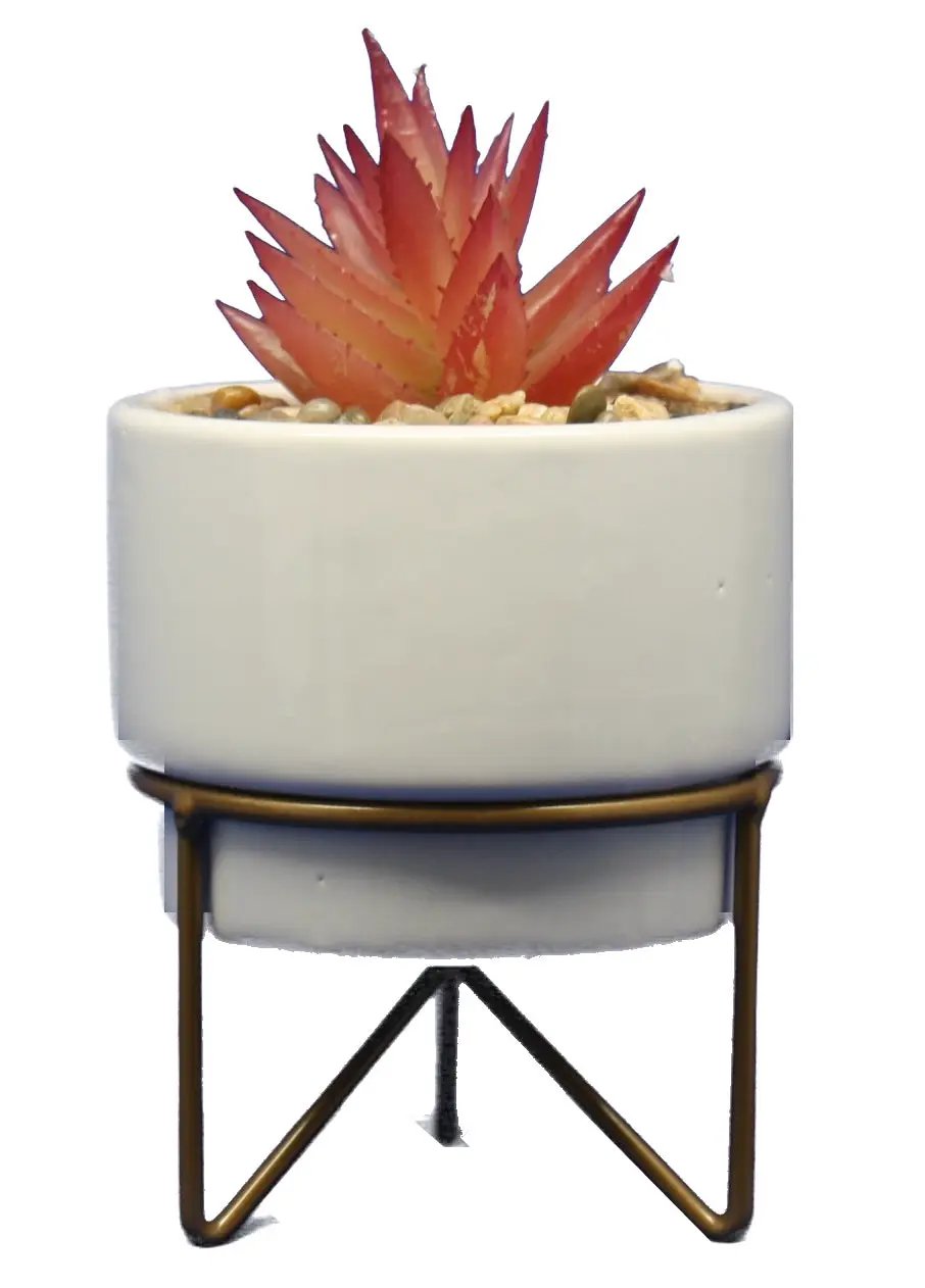 Potted succulent on white pot with gold metal stand, non-flowering plant Country Christmas Loft on Tampa Home & Garden Store