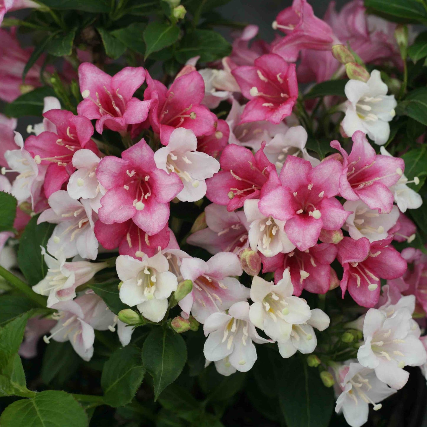Czechmark Trilogy Weigela plant by Live Good Logistics with pink white blooms and green foliage on Tampa Home & Garden Store
