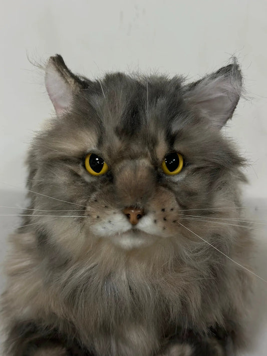 Plush American Tabby Cat longhair memorial by Chongker; gray fluffy fur, yellow eyes on Tampa Home & Garden Store