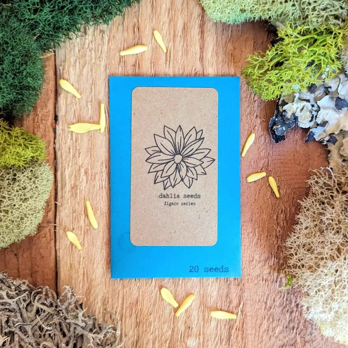 Dahlia seeds package in blue box with kraft label and dahlia illustration, 20 seeds on Tampa Home & Garden Store