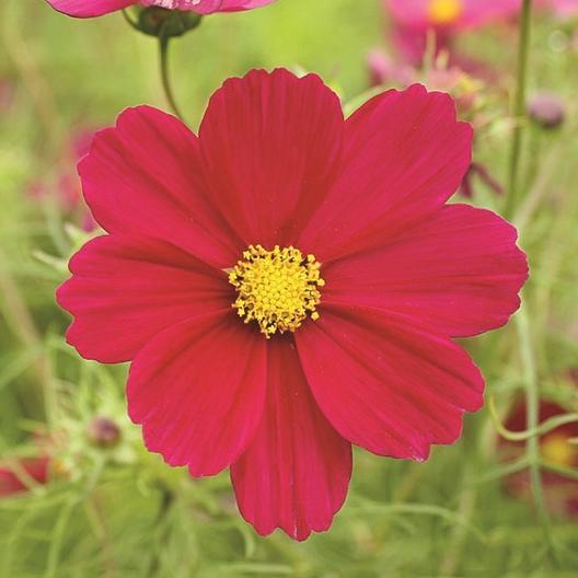 Dazzler Red Cosmo cosmos seeds with vivid red petals and yellow center on Tampa Home & Garden Store