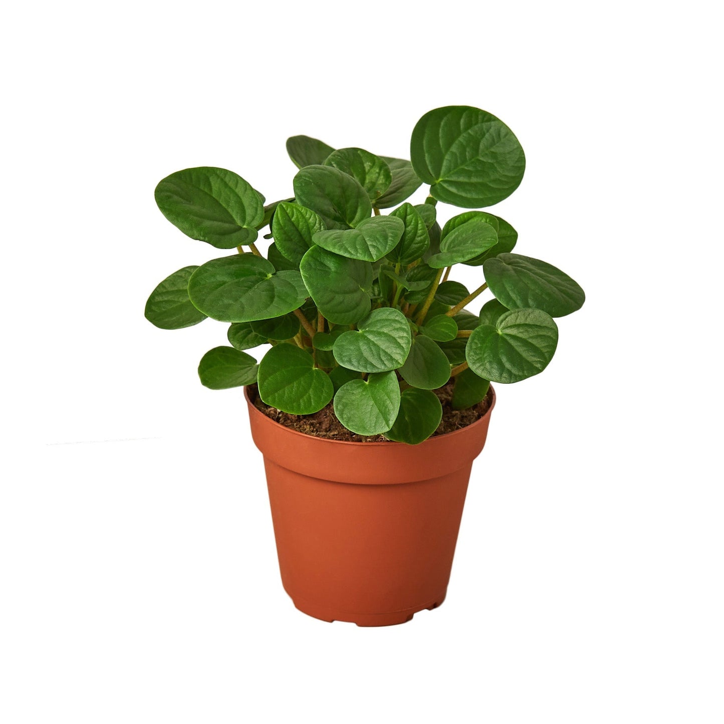 Peperomia Rana Verde indoor plant in 4in nursery pot with glossy green leaves in terracotta pot on Tampa Home & Garden Store