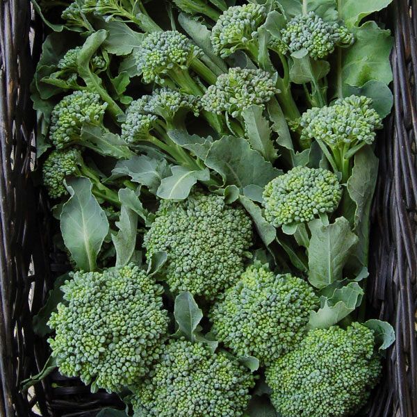 De Cicco broccoli heads with several vibrant green florets and leaves in a basket on Tampa Home & Garden Store
