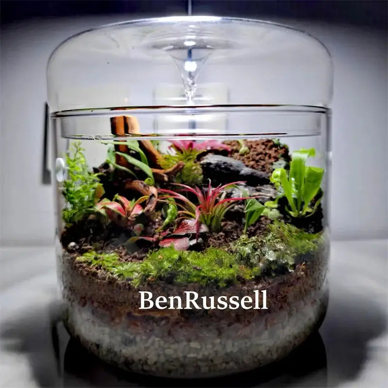 Glass moss terrarium vase by Decorbites with a clear dome lid and colorful small plants on Tampa Home & Garden Store