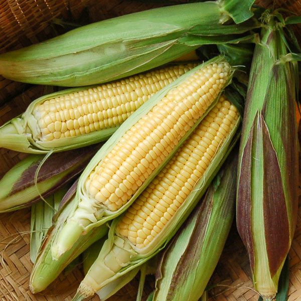 Fisher's Earliest Corn ears in green husks with yellow kernels, Seedtime Store seeds on Tampa Home & Garden Store