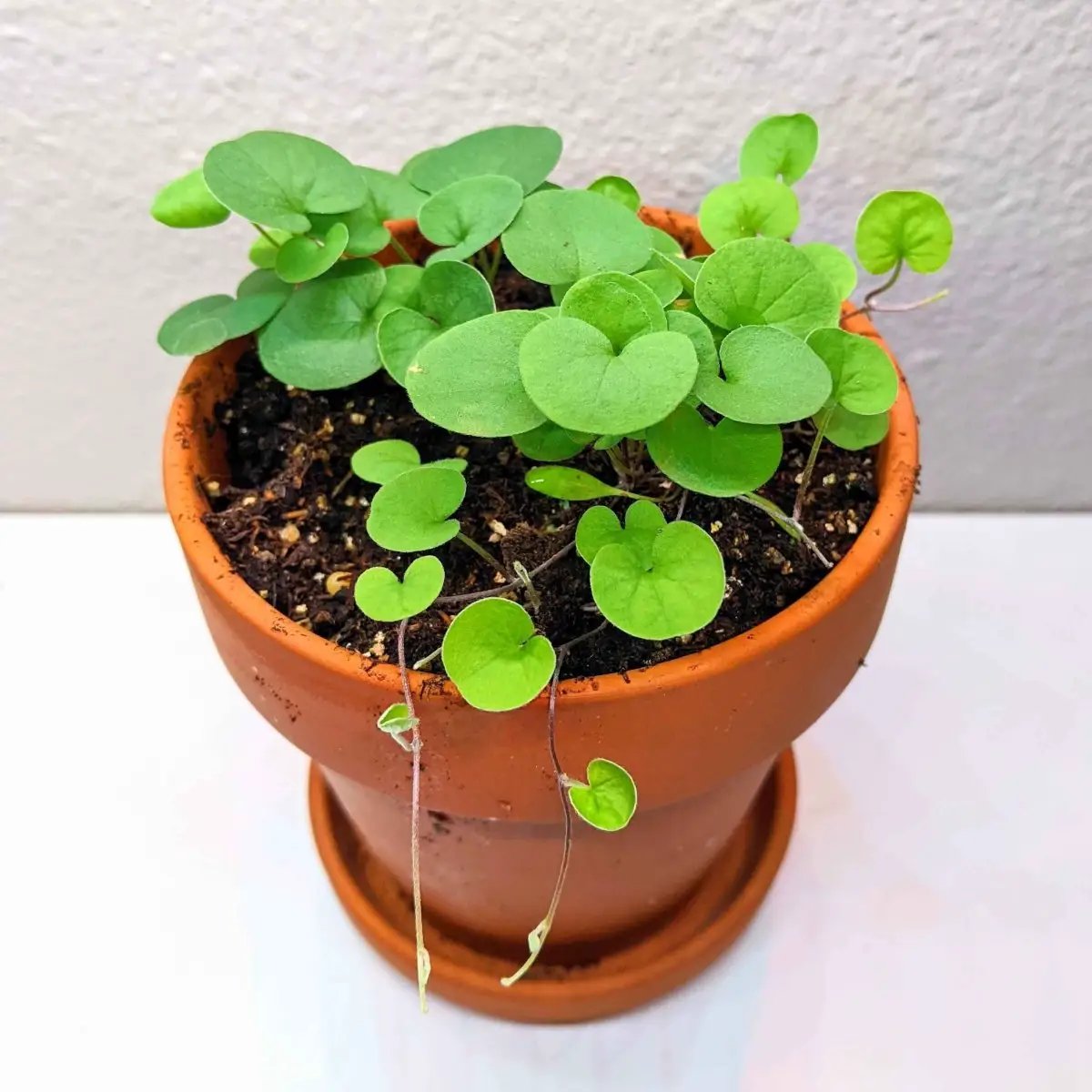 Dichondra seeds for trailing plants in baskets in a terracotta pot with round bright green leaves on Tampa Home & Garden Store