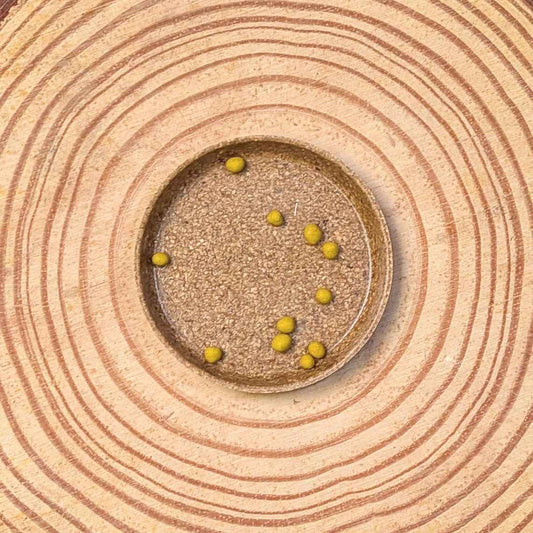 Dichondra Seeds