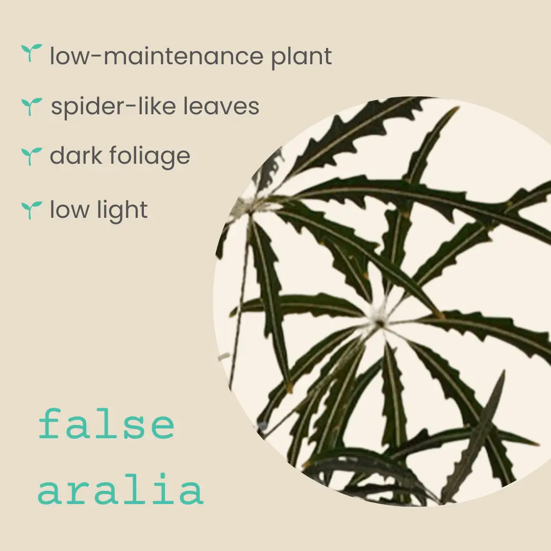 False Aralia seeds Plantflix, dark green spider-like leaves, low light houseplant seeds on Tampa Home & Garden Store