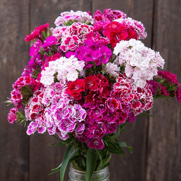 Doubled Chinensis Mix Dianthus seeds bouquet in pink and white fringed blooms Seedtime Store on Tampa Home & Garden Store