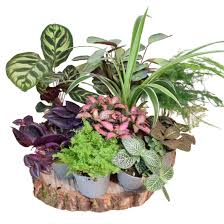 Plantes de terrarium