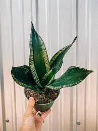 Sanseveria Whitney - Tampa Home & Garden Store