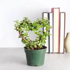 Jade Plant - Tampa Home & Garden Store