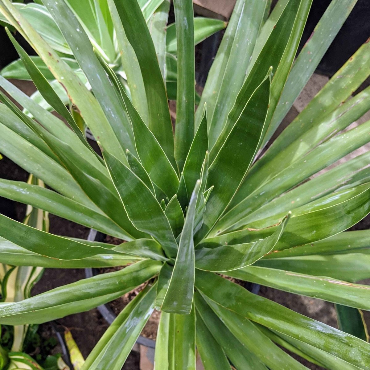 Dracaena Draco Dragon Tree Seeds with green sword leaves and pale margins in a rosette on Tampa Home & Garden Store