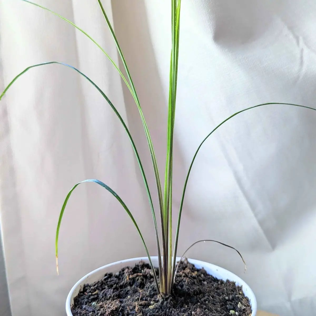 Dracaena Indivisa Spike seeds plant with slender green leaves in a white pot Plantflix on Tampa Home & Garden Store
