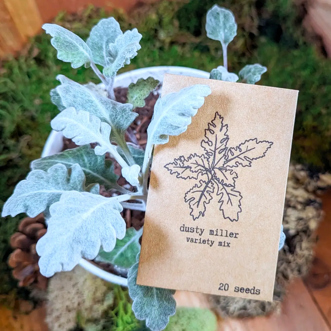 Dusty Miller seed mix Frosty Look outdoors with silvery fuzzy leaves in a pot, 20 seeds on Tampa Home & Garden Store