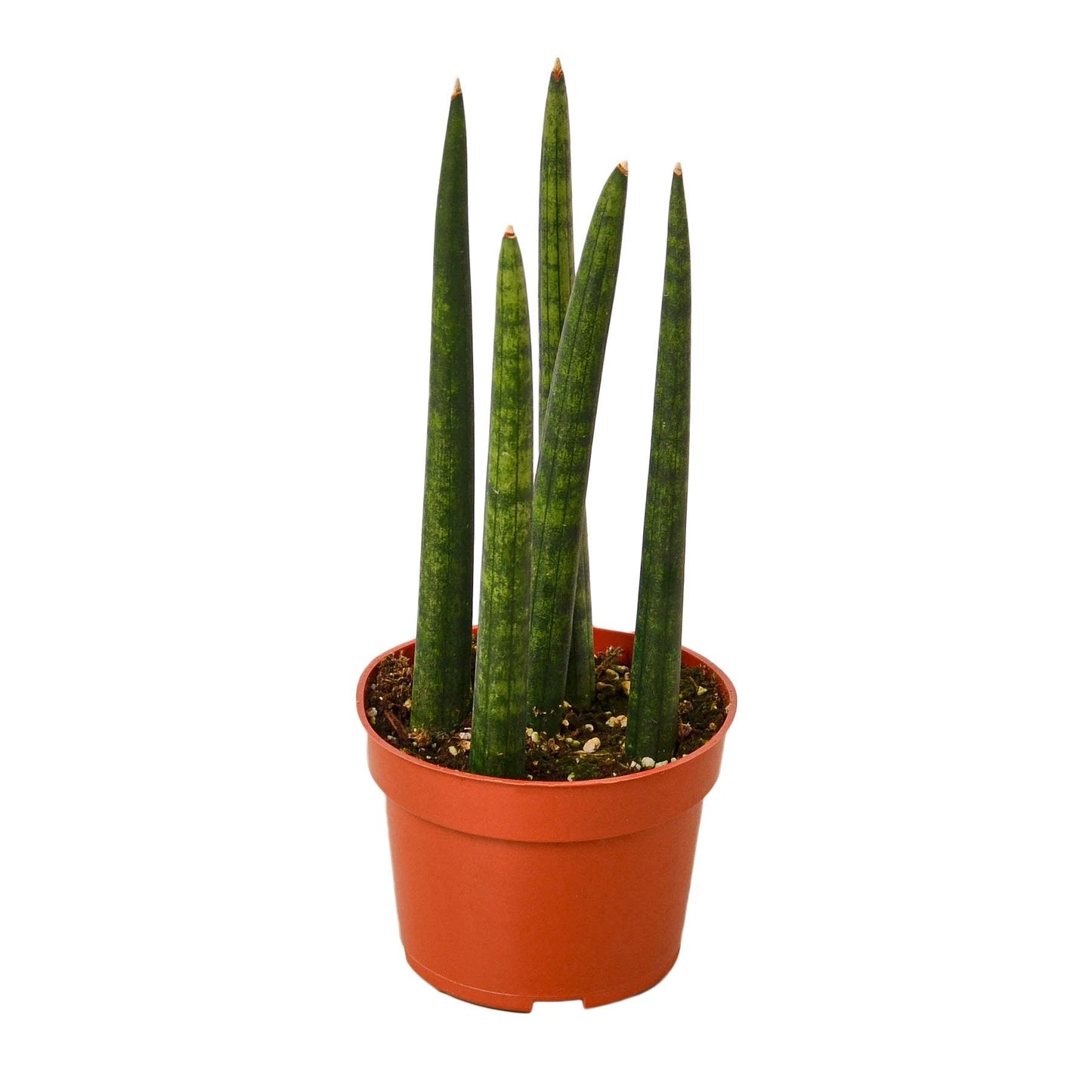 Snake Plant Cylindrica 4-inch plant in pot with tall green leaves Rooted Treasures Farms on Tampa Home & Garden Store