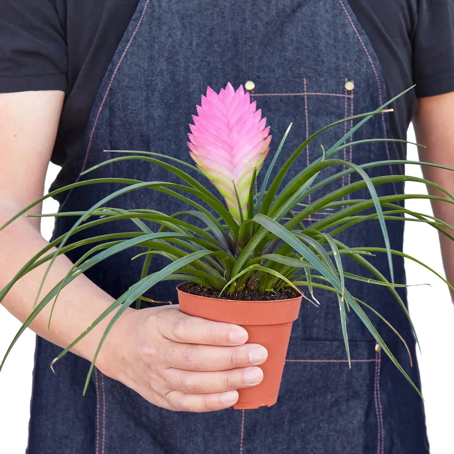 Pink Quill Bromeliad Tillandsia cyanea in a pot with pink bract and green leaves House Plant Shop on Tampa Home & Garden Store