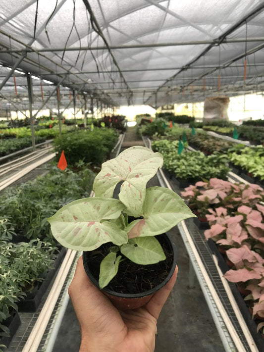 Syngonium Milk Confetti Arrowhead Plant Easy Care in pot; green leaves with pink specks on Tampa Home & Garden Store