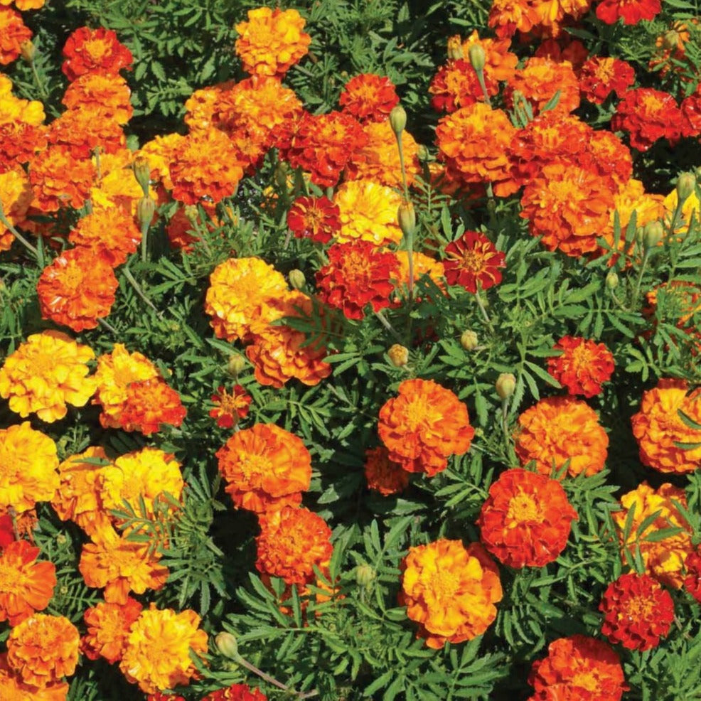 Crackerjack Marigold Mix seeds bright orange and yellow marigolds with green foliage on Tampa Home & Garden Store