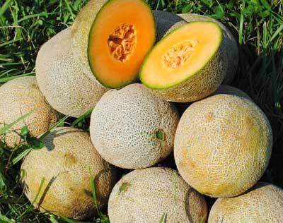 Edisto 47 melon seeds cantaloupe melons with orange flesh on Tampa Home & Garden Store