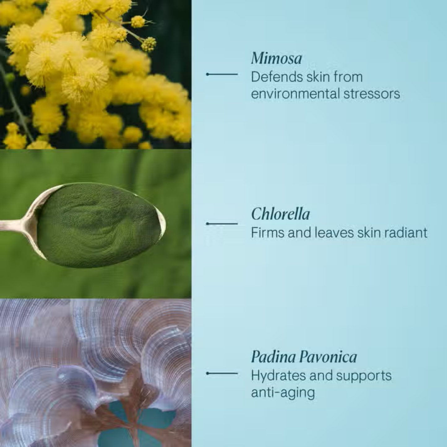 Elemis Pro-Collagen Marine Cream 50ml mimosa yellow, green leaf, seashells on blue panel on Tampa Home & Garden Store