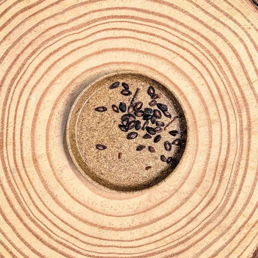 Eucalyptus Citriodora Lemon Eucalyptus seeds by Plantflix, dark oval seeds in a small dish on Tampa Home & Garden Store