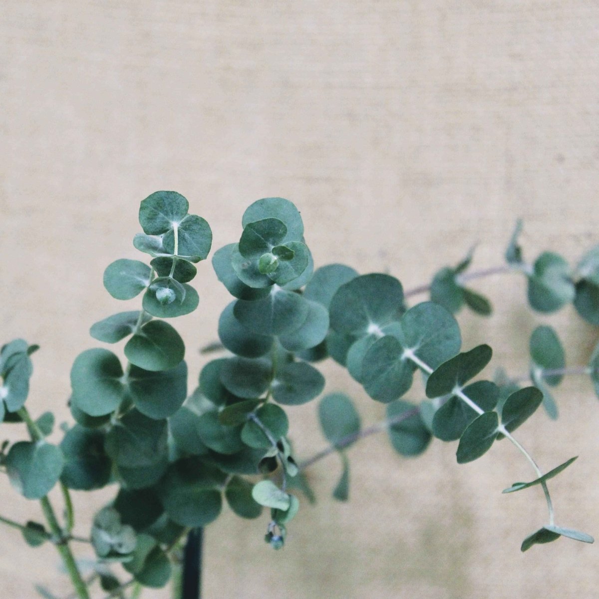 Eucalyptus Pulverulenta Baby Blue seeds Plantflix bluegreen round leaves houseplant seeds on Tampa Home & Garden Store