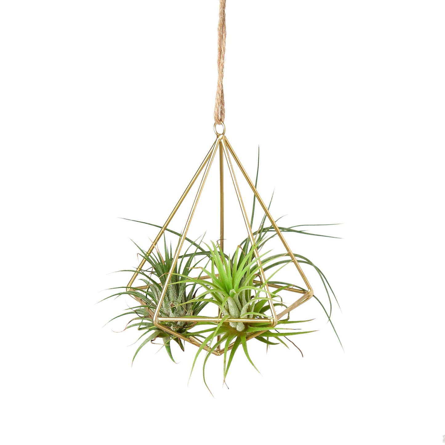 Brass air plant display hanger with geometric pyramid frame and lush air plants on Tampa Home & Garden Store