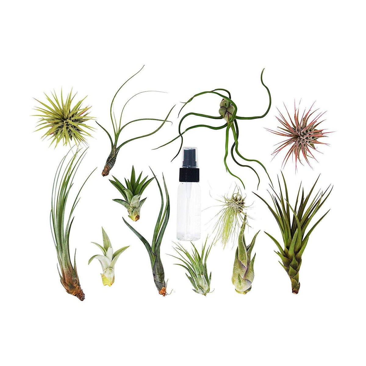 Bulk air plant assortment with spray bottle; 20 plants, 12 varieties by House Plant Shop on Tampa Home & Garden Store