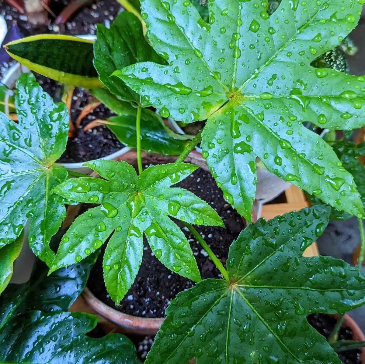 Fatsia Japonica seeds plant with glossy palmately lobed leaves and water droplets in pots on Tampa Home & Garden Store