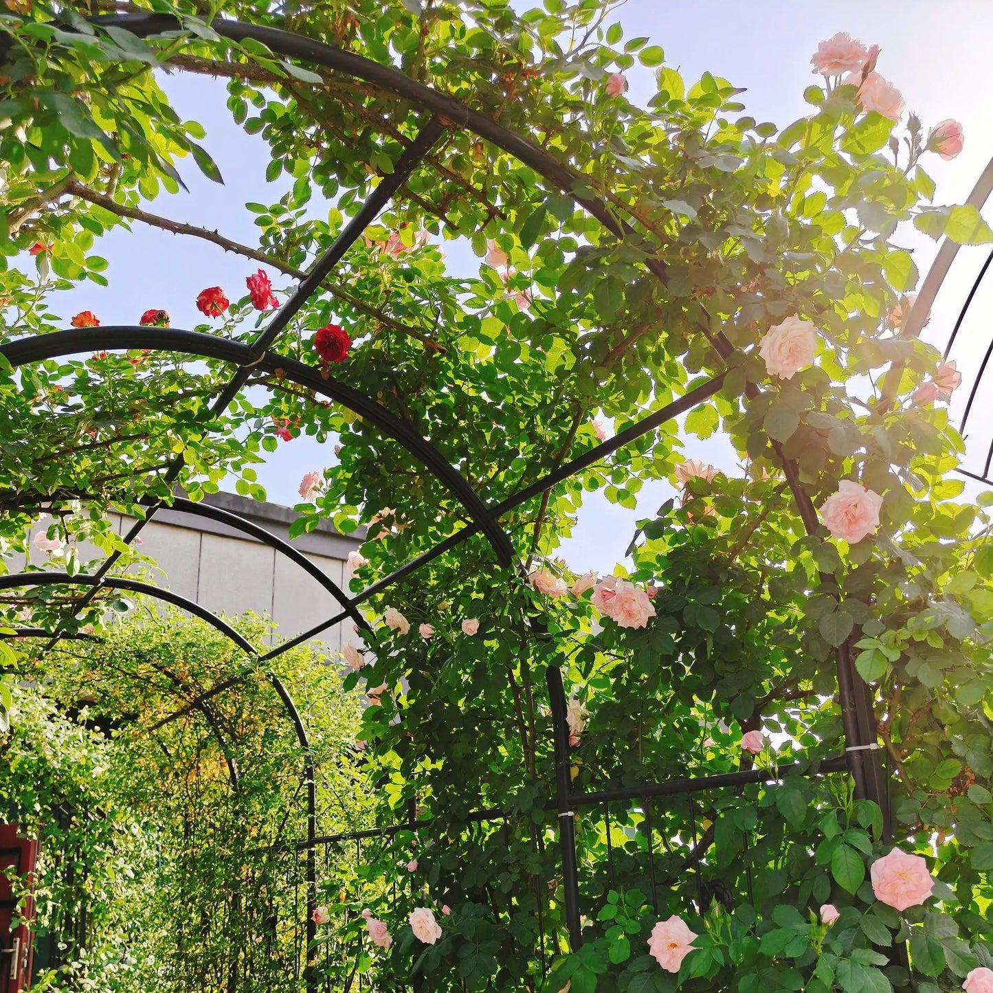 Metal garden arch with gate in black for climbing roses and plant support outdoor décor on Tampa Home & Garden Store