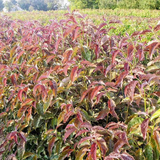 Ragin' Red™ Dogwood plant with vivid red foliage in a dense field on Tampa Home & Garden Store