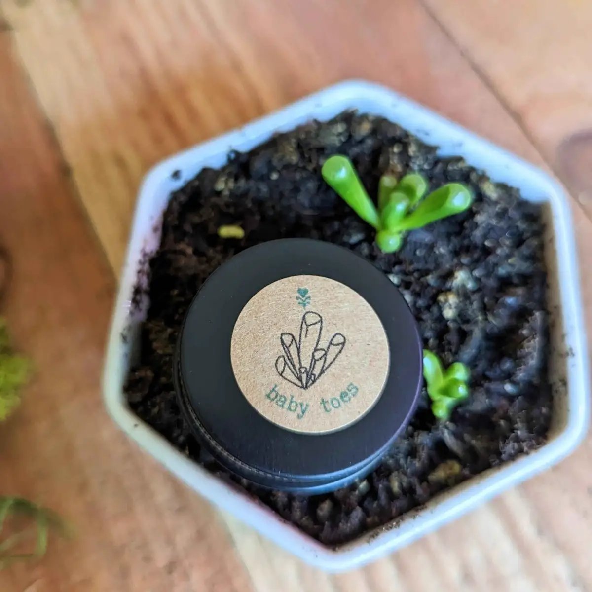 Fenestraria Aurantiaca seeds with baby toes label and green seedlings in white pot on Tampa Home & Garden Store