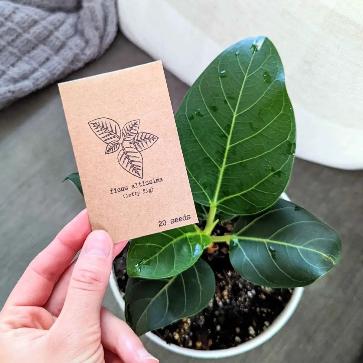 Lofty Fig Ficus Altissima seeds card with leaf illustration, 20 seeds, glossy green leaves on Tampa Home & Garden Store