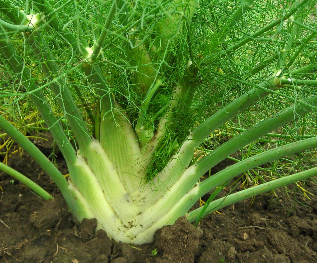 Florence fennel bulb with white base green stalks and feathery fronds in soil on Tampa Home & Garden Store