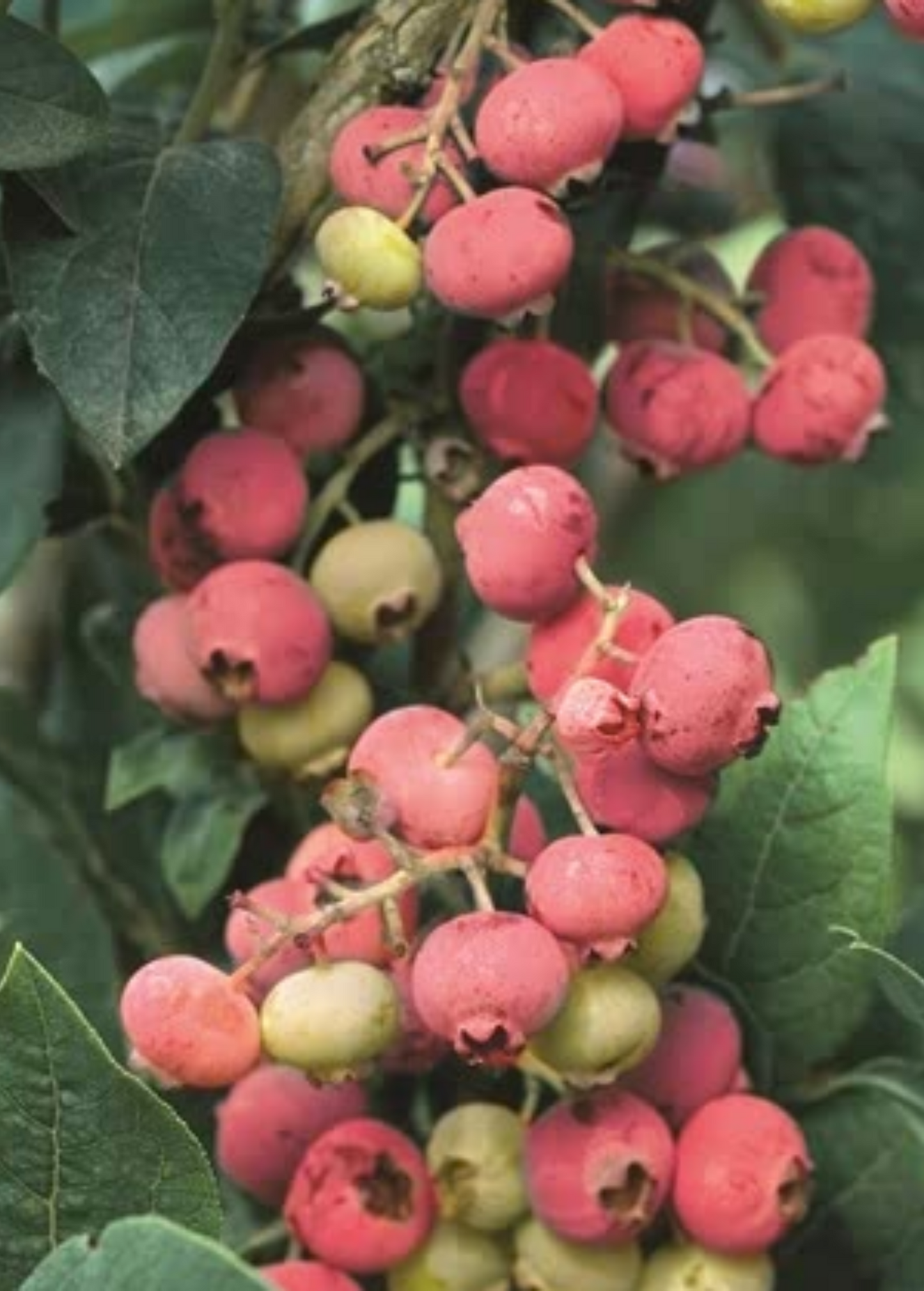 Blueberry Plant 'Florida Rose' (Vaccinium ashei)