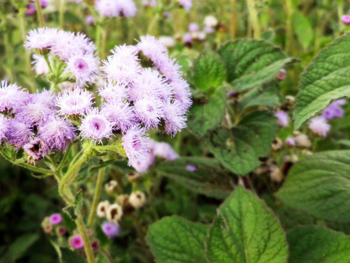 Ageratum Dondo Blue seeds with purple fluffy flowers and green leaves on Tampa Home & Garden Store