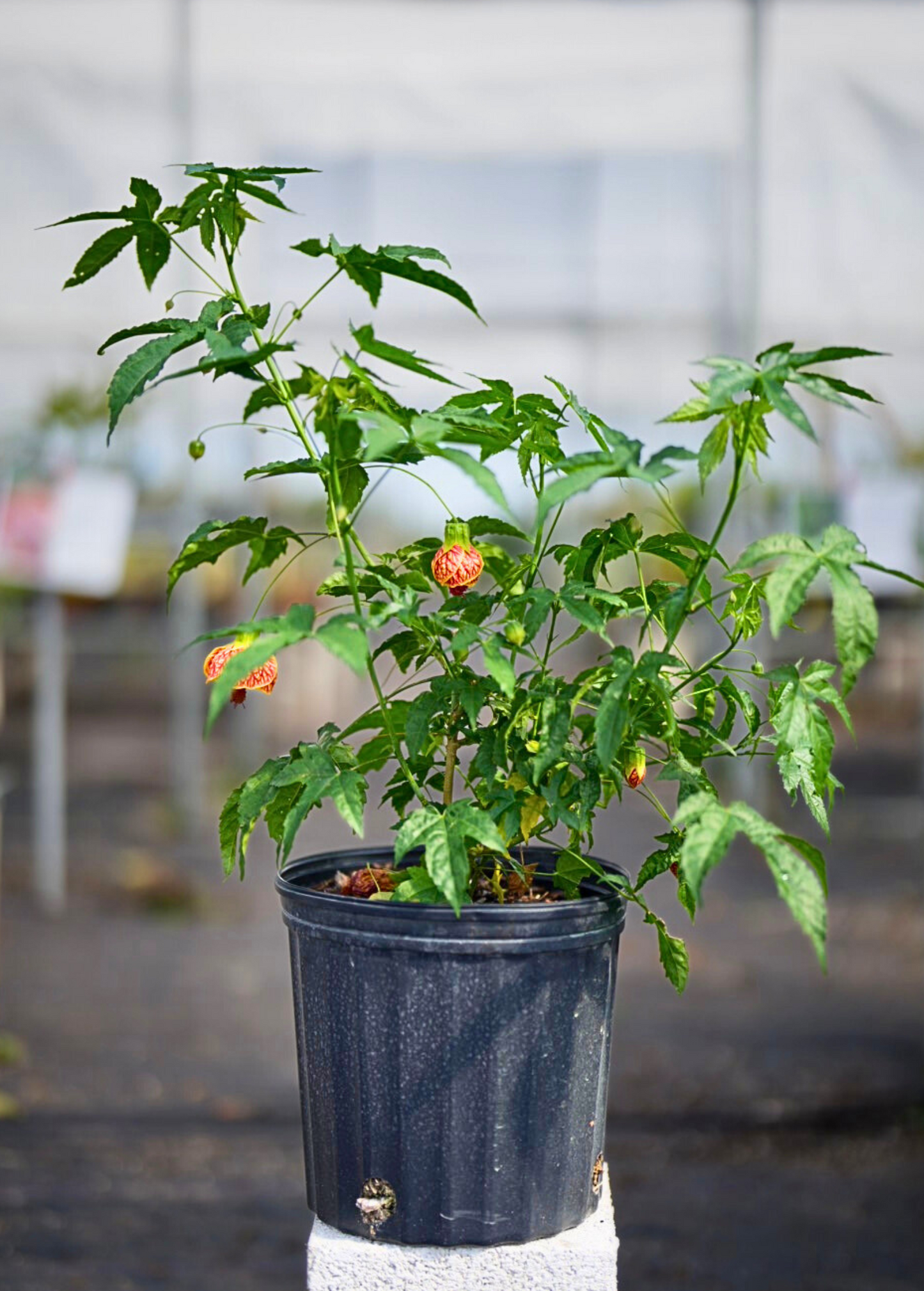Flowering Maple Tree (Abutilon pictum)
