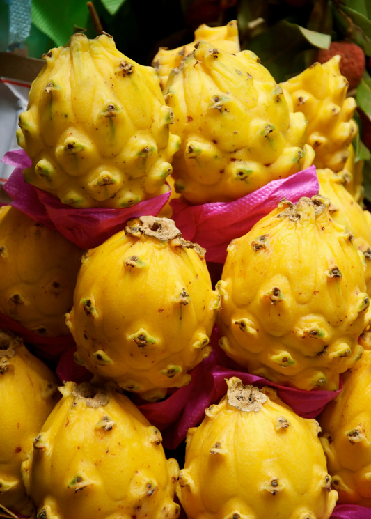 Yellow dragon fruit pitahaya fruits, knobby, bright yellow with green tips, stacked in pink wrap on Tampa Home & Garden Store