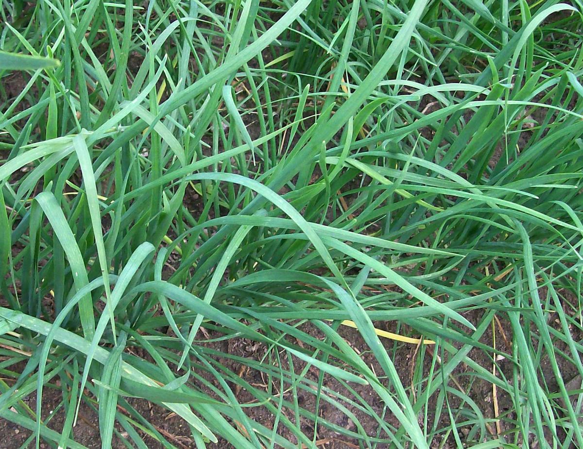 Garlic chives growing in a dense patch with long flat green leaves in garden soil on Tampa Home & Garden Store