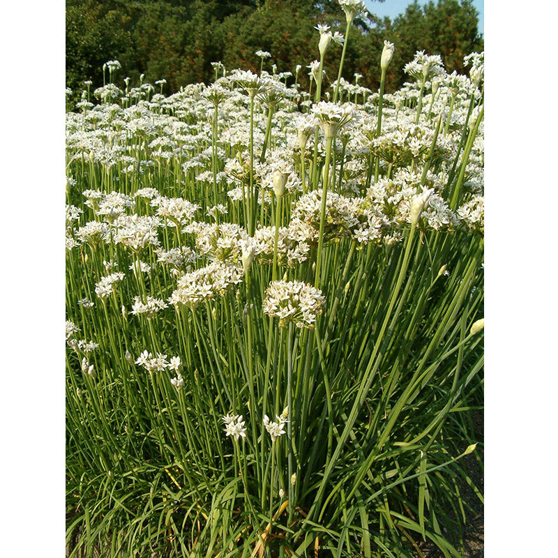 Garlic chives seeds: dense clump of green stems with white flower heads in bloom on Tampa Home & Garden Store