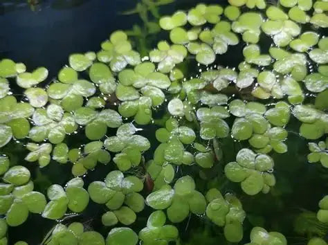 Giant duckweed plant Spirodela polyrhiza with floating leaves AquaHorizon aquatic plant on Tampa Home & Garden Store