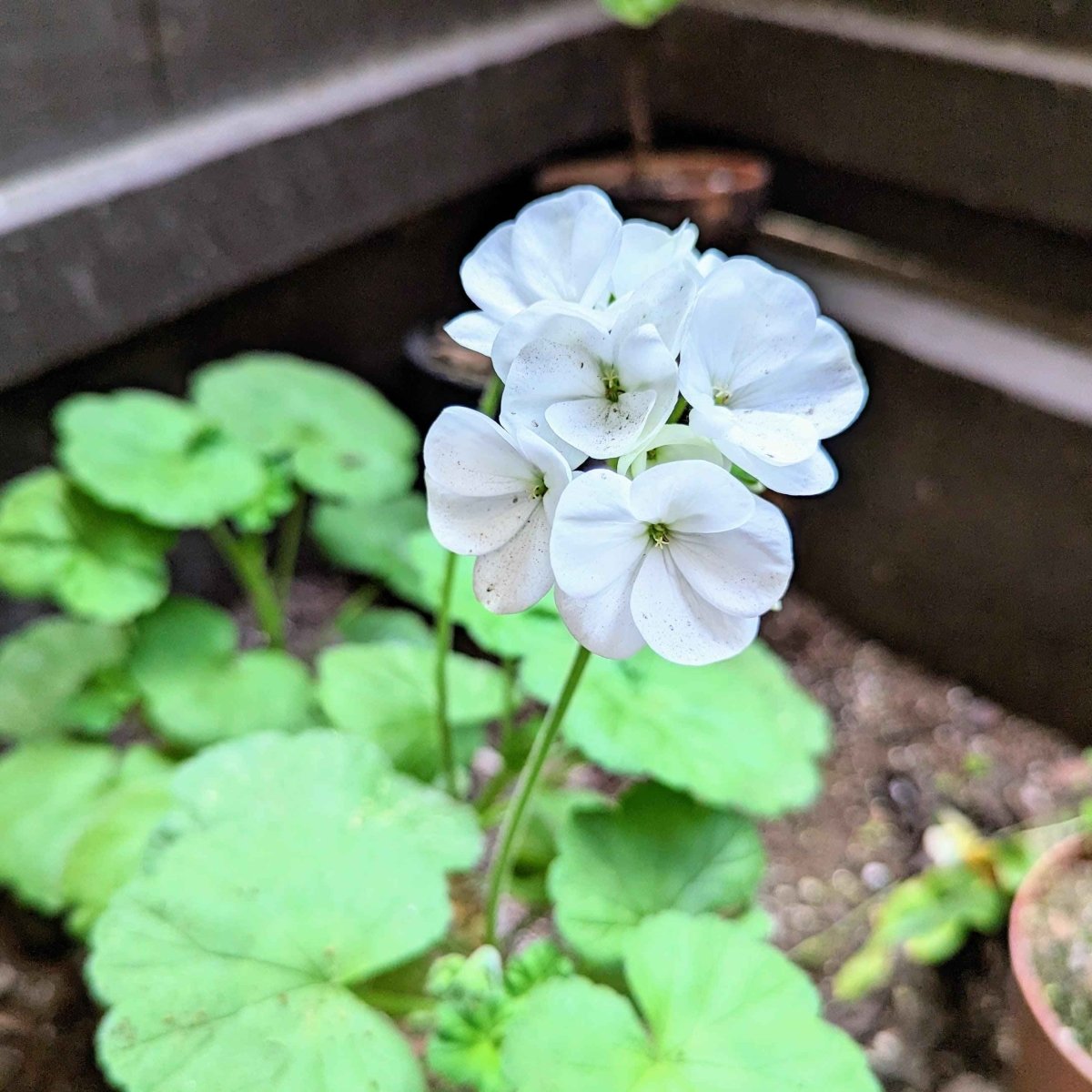 Geranium seeds plant with white blossoms and green rounded leaves Plantflix on Tampa Home & Garden Store