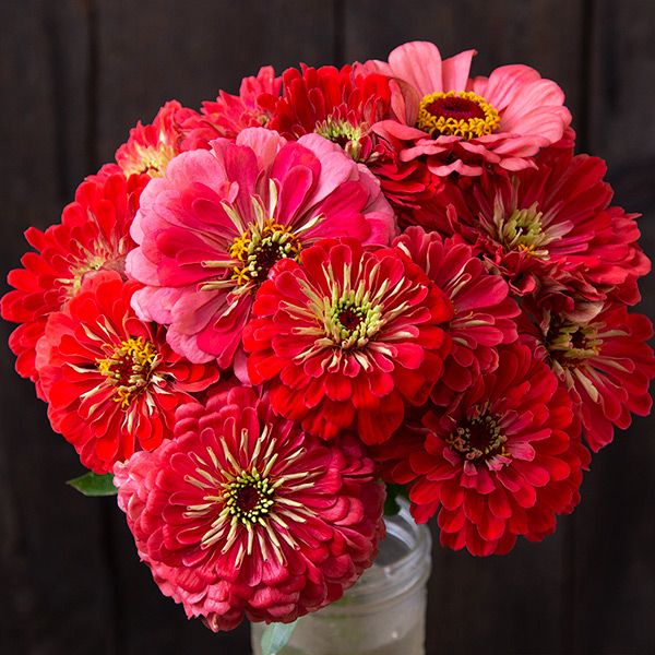 Giant Coral Zinnia seeds with vibrant coral pink blooms in a glass vase on Tampa Home & Garden Store