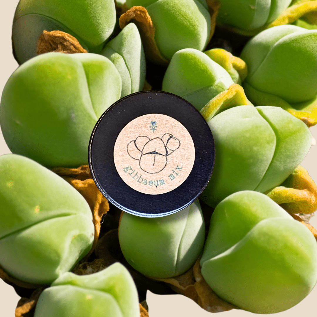 Gibbaeum Seed Mix - Tampa Home & Garden Store