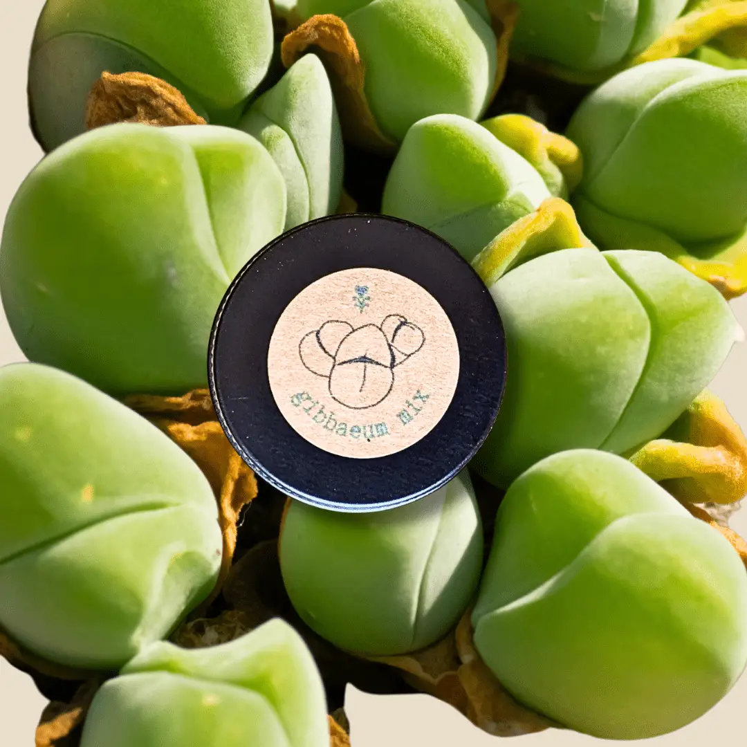 Gibbaeum seed mix tin label among bright green succulent pods Plantflix on Tampa Home & Garden Store